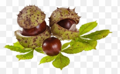 Search Results For Horses Png Hereu0027s A Great List Of Horses - Castañas Clipart Emoji,Hazelnut Emoji