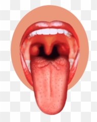 Taste Clipart Toung Taste Toung Transparent Free For - Man Tongue Png Emoji,Toung Out Emoji