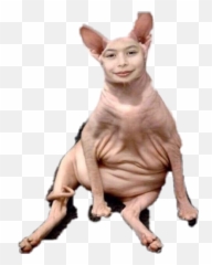 Discover Trending Miranda Cosgrove Stickers Picsart - Sphynx Cat Miranda Cosgrove Emoji,Miranda Sings Emoji Tshirt