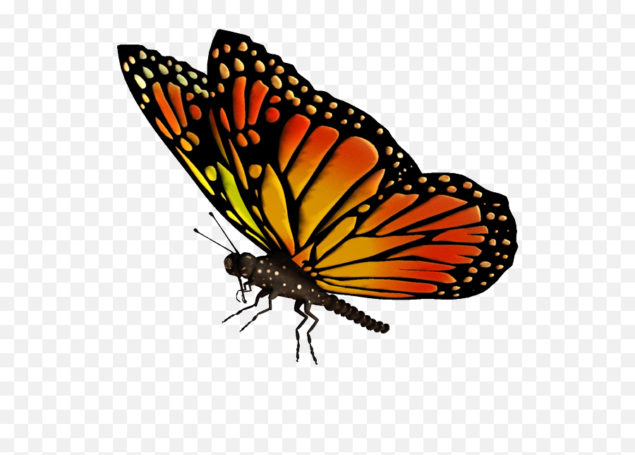 Free Transparent Butterfly Png Download - Butterfly Flying Images Hd Emoji,Butterfly Emoji Png