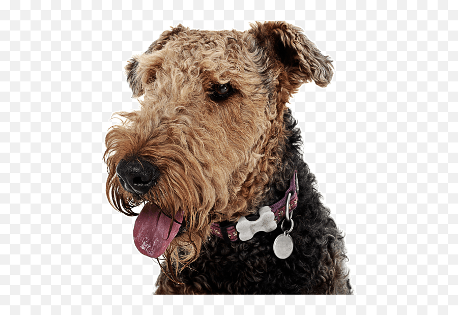 Airedale Terrier Puppies For Sale - Airedale Terrier Watercolour Emoji,Why My Scottish Terrier Doesn't Show Any Emotions