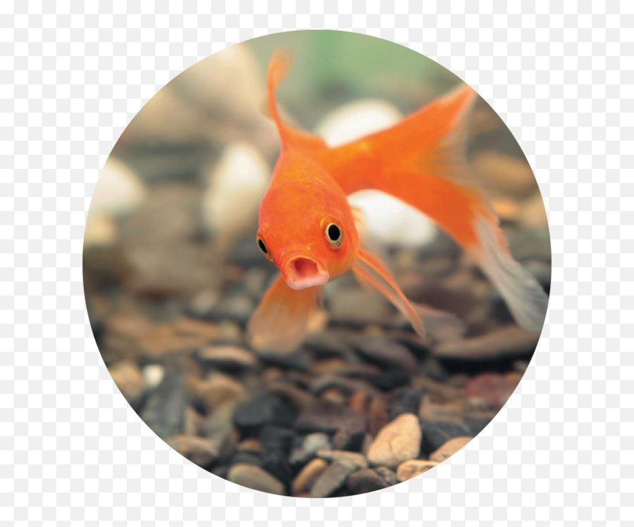 5 Things To Remember About Gen - Goldfish Emoji,Emojis For Hurry Up