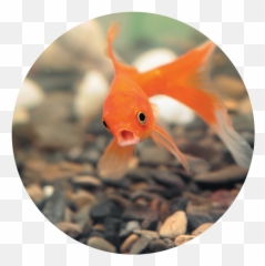 5 Things To Remember About Gen - Goldfish Emoji,Emojis For Hurry Up