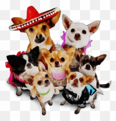 Download Chihuahua Pug Breed Dog Czechoslovakian Wolfdog - Berly Hills Chihuahua Png Emoji,Pug Emoticons For Facebook