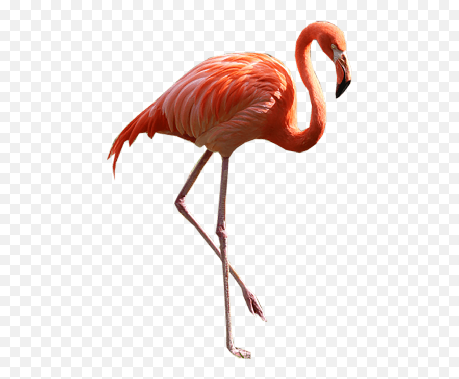Real Flamingo Png Transparent Images Download - Yourpngcom Emoji,Flamin Emoji