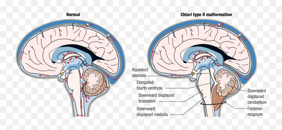 The Nervous System Springer Publishing Emoji,Anatomy Of Emotions Book