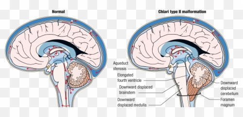 The Nervous System Springer Publishing Emoji,Anatomy Of Emotions Book