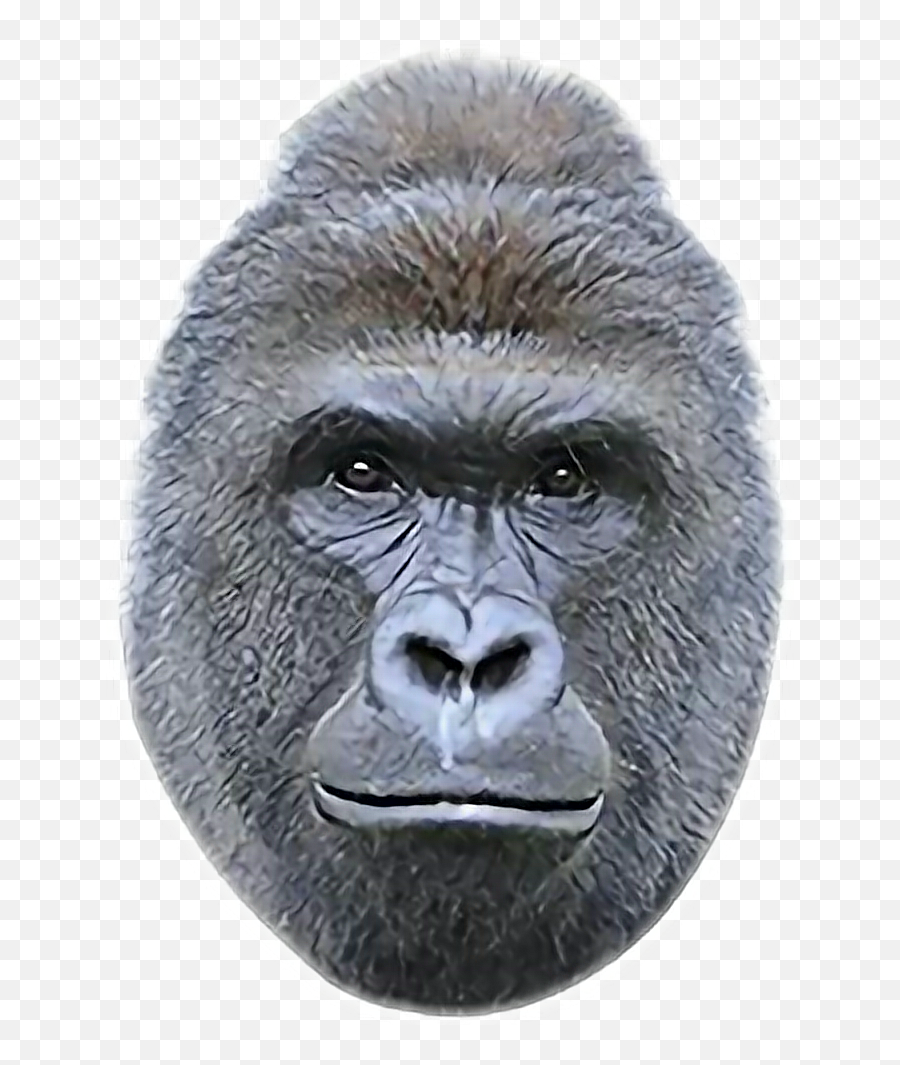 Harambe Sticker - Harambe Face Png Emoji,Harambe Emoji