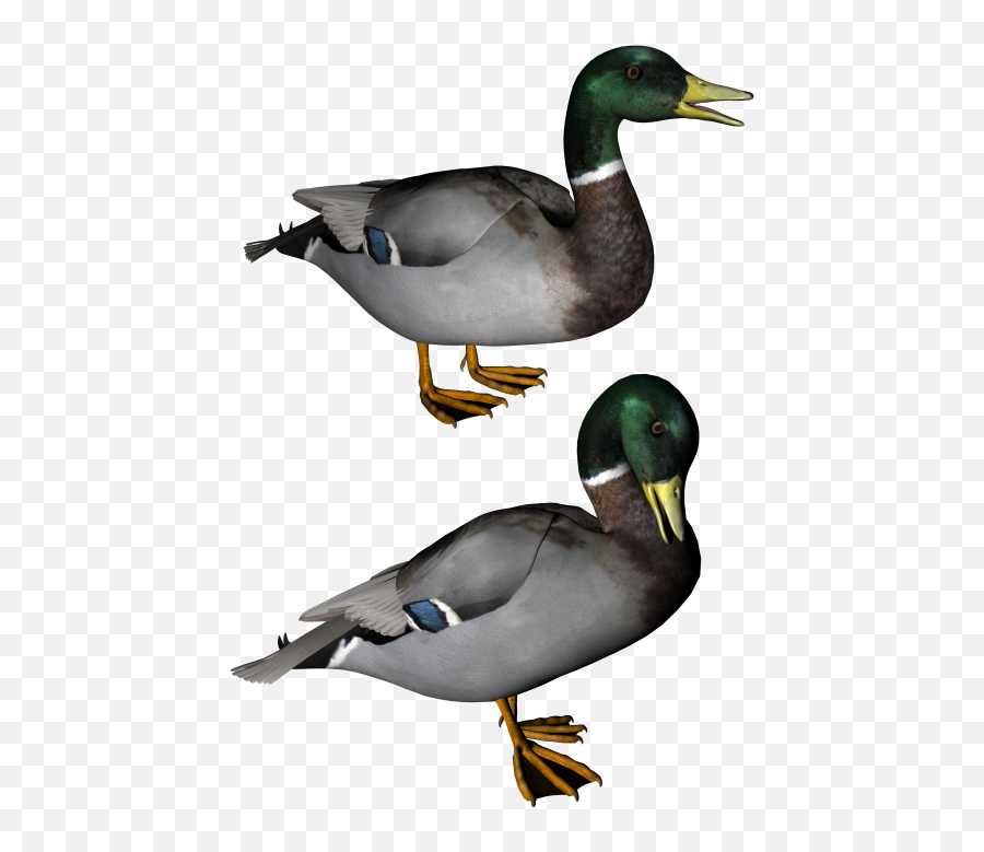 Latest - Free Png Images Starpng Emoji,Transparent Background Duck Emoji