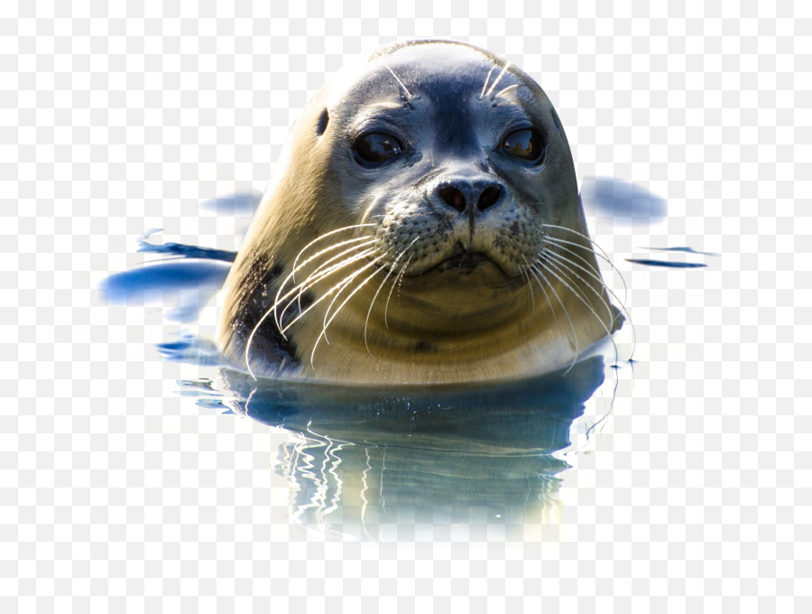 Seal Png Image Png Images Free Png Image - Seal Png Emoji,Sea Lion Emoji