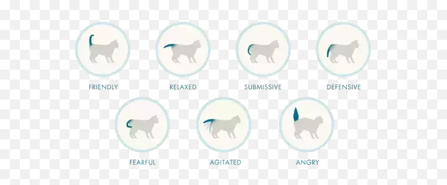 How Does A Cat Communicate With A Deaf Person - Quora Kennel Club Emoji,Dog Cat Emotion Responses