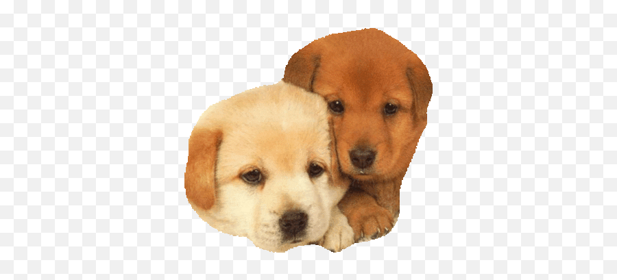 Pin - Dog Family Cute Dog Emoji,Happy Birthday Emoticons With Labrador Retriever