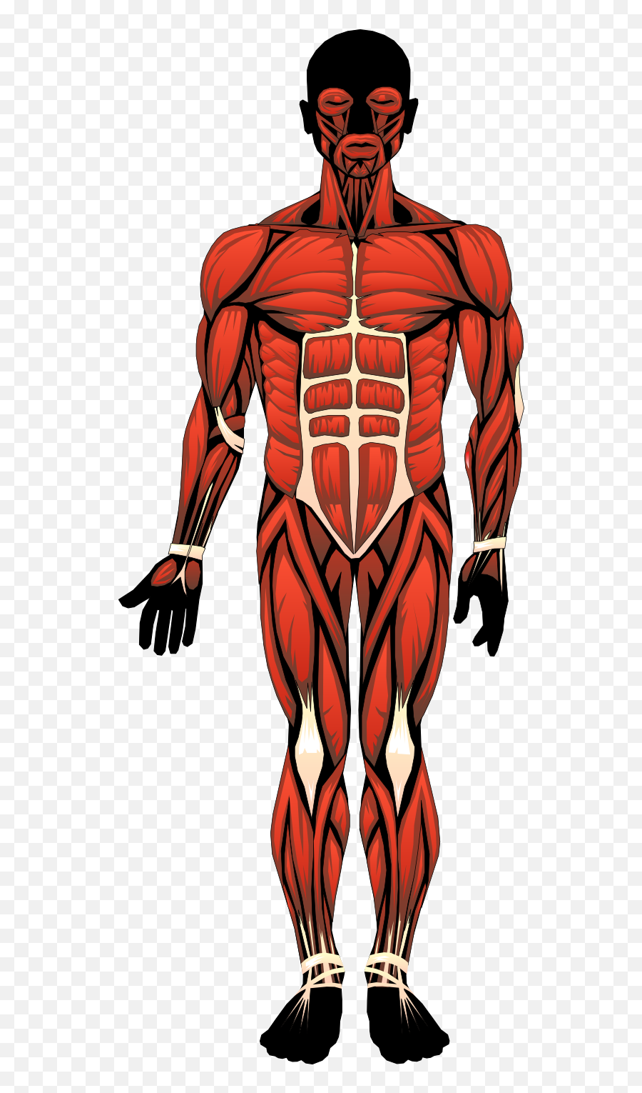 Anatomy Of Human Body Muscles Drawing Free Image Download - Human Anatomy Free Transparent Emoji,Human Emotions Body Pictures