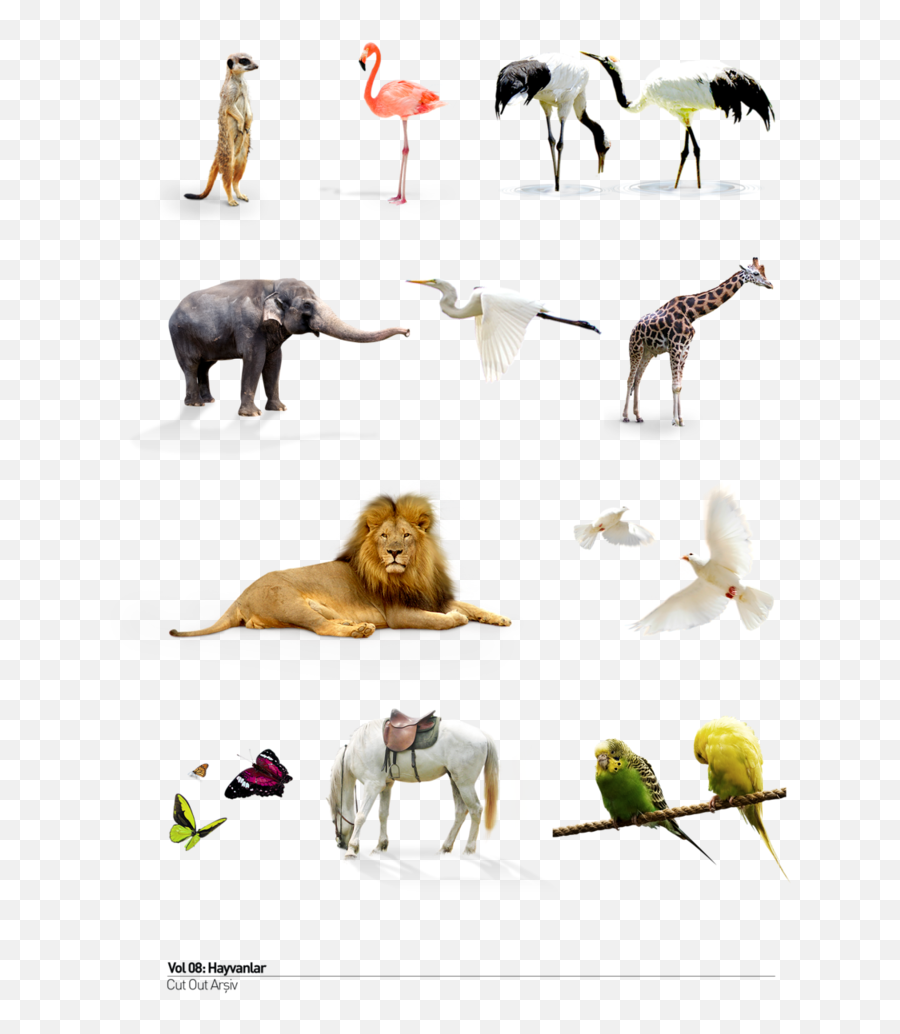 Knights Logo Png Png Images - Wild Animals Picsart Png Emoji,Queensryche Emoticons