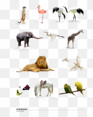 Knights Logo Png Png Images - Wild Animals Picsart Png Emoji,Queensryche Emoticons