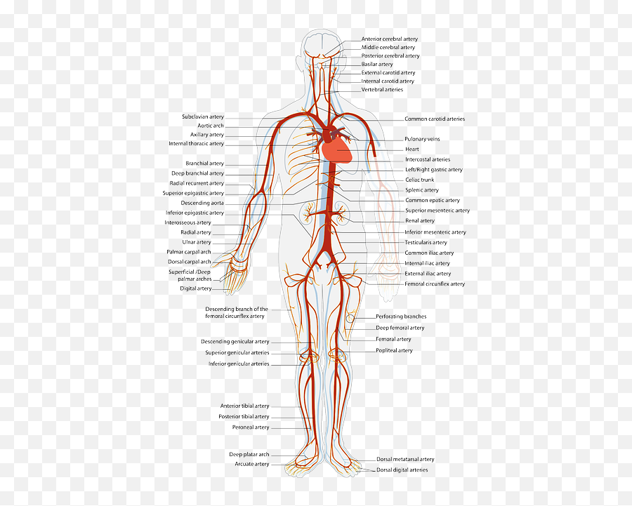 Free Photo Health Science Circulation - Max Pixel Emoji,Emotions From Superficial To Deep