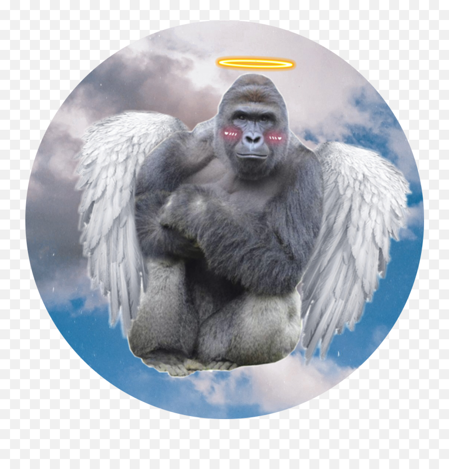 Harambe Sticker - Il Melograno Emoji,Harambe Emoji