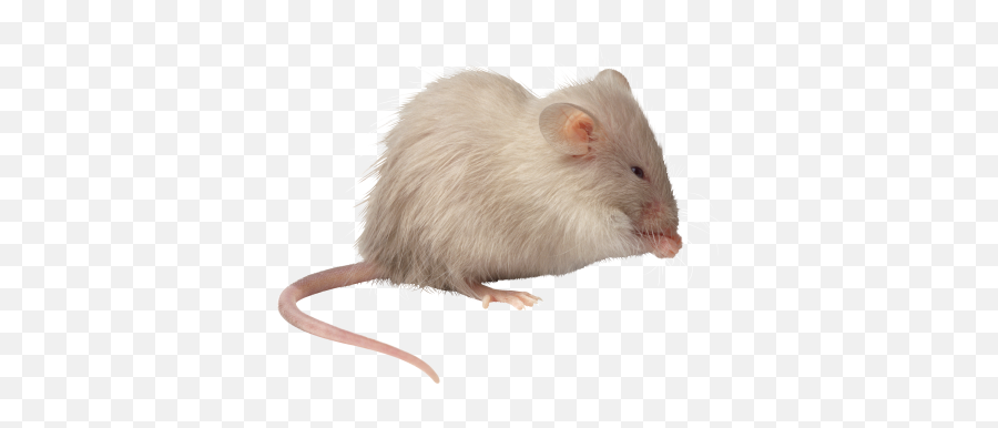 Mouse Png And Vectors For Free Download - Dlpngcom Emoji,Jerry Mouse Emoji