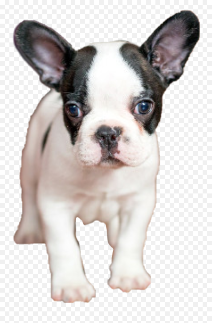 The Most Edited Francais Picsart Emoji,Bulldog Emoji Copy And Paste