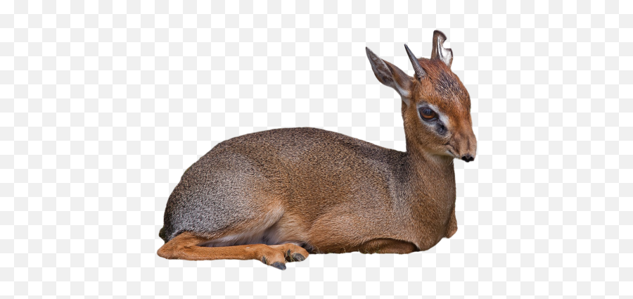 Deer Sausage Png Images Download Deer Sausage Png Emoji,Hunting Deer Emoji