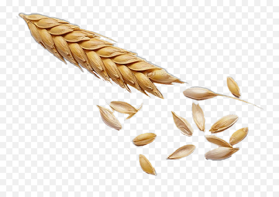 Scgrain Grain Vote Link Sticker By Tracy Marshall - Fresh Emoji,Grain Emoji