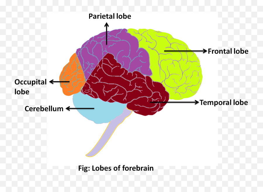 Human Brain Class 11 Biology Cbse - For Adult Emoji,Stress Body Mind Emotions Behavior
