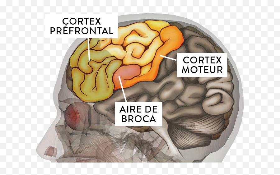 La Fondation Neurotrauma Marie - Robert Bien Comprendreles Brain Emoji,Cerveau Gauche Emotion