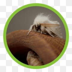 Moth Infestation Removal Sacramento - Earthwise Pest Management Boom 3d Logo Emoji,Can Luna Moths Feel Emotions