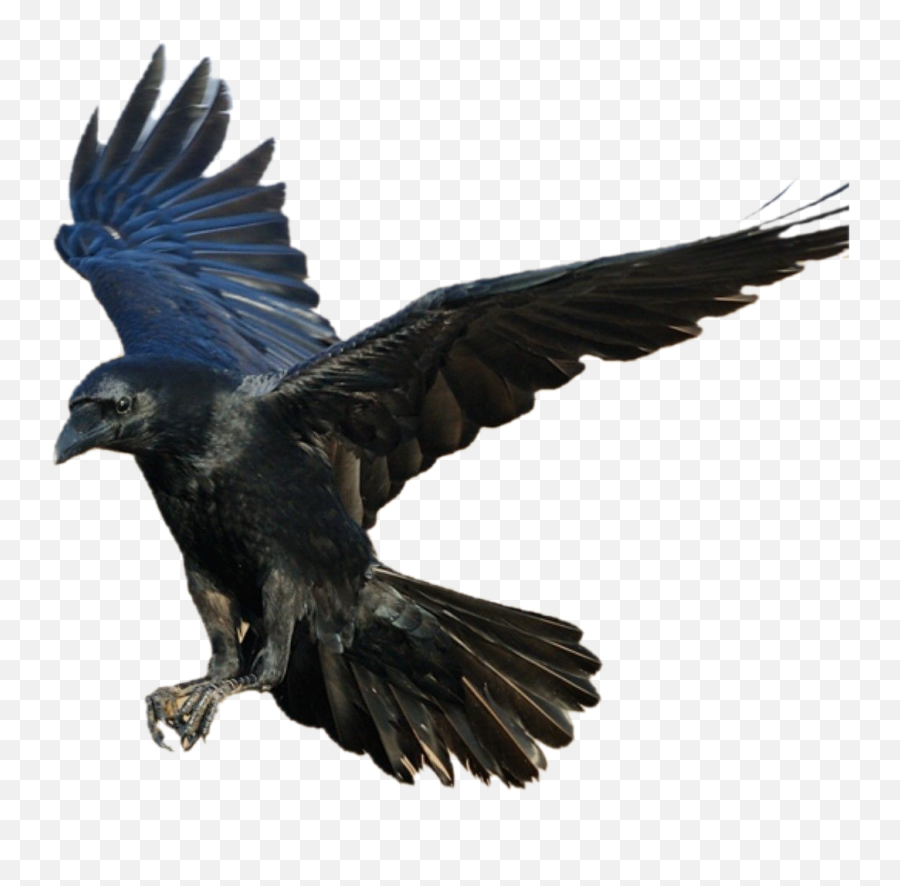 Raven Crow Bird Blackbird Sticker - Picsart Crow Png Emoji,Crow Emoji