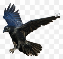 Raven Crow Bird Blackbird Sticker - Picsart Crow Png Emoji,Crow Emoji