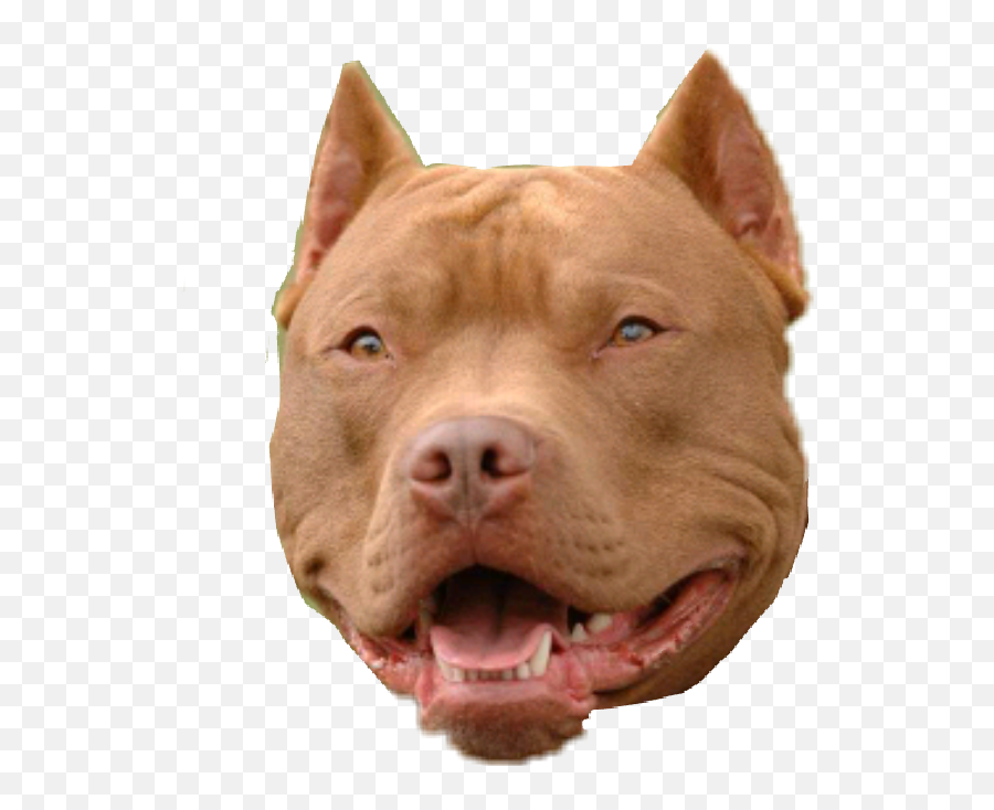 Dog Pitbull Sticker - Solid Emoji,Pitbull Emoji