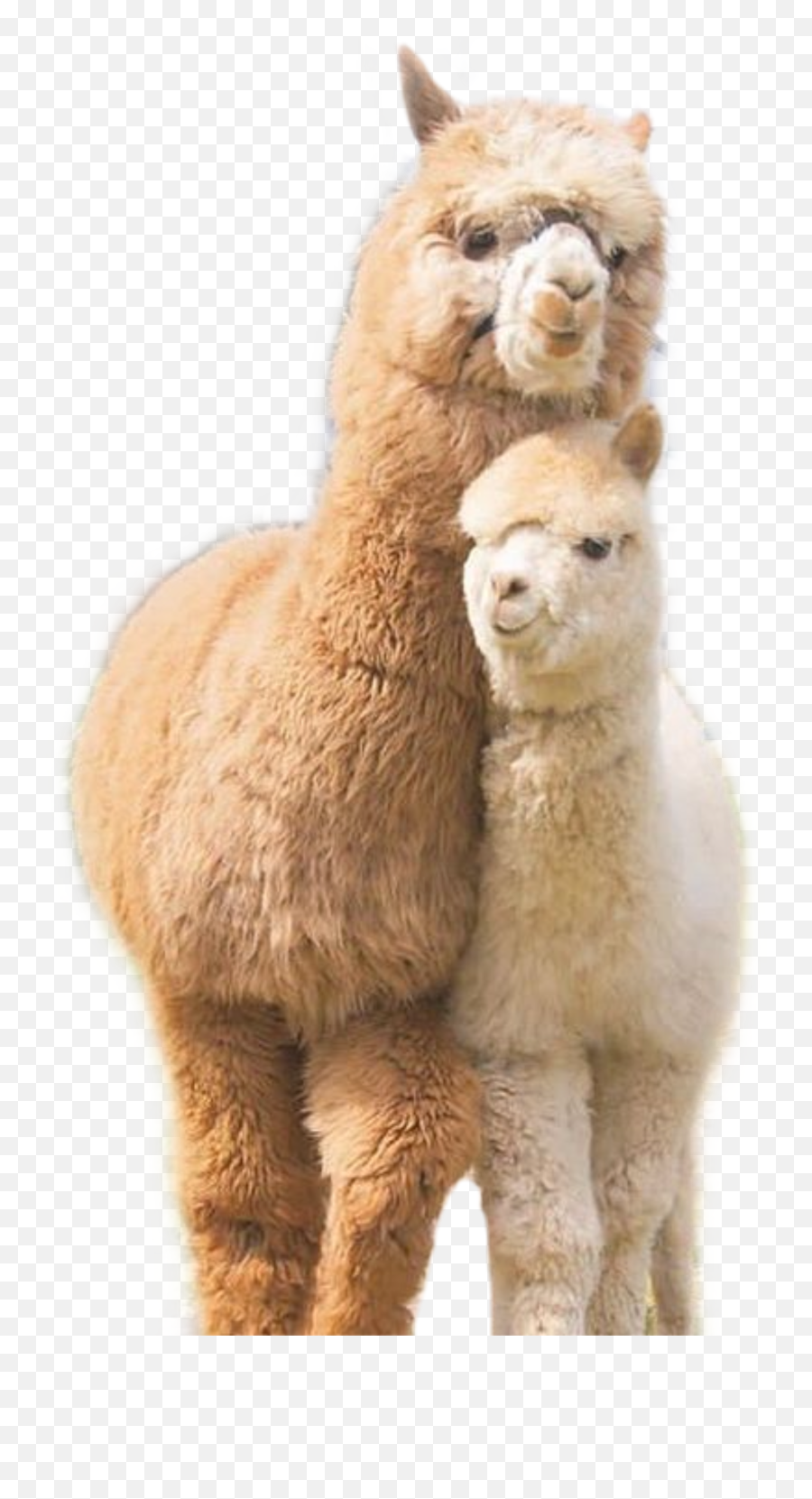 Discover Trending - Alpaca Animal Emoji,Alpaca Msn Emoticon