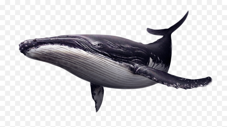 Portable Network Graphics Whales Clip - Whale Png Emoji,Whales Mimicking Human Emotion