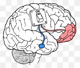 Introduction Meditation - Brain Emoji,Where Does The Amygdala Generates Emotions From