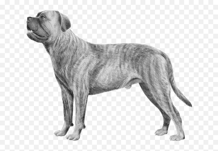 Cane Corso - Pedigree Breeds Dogwellnet Cono Corso Dog Transparent Emoji,Bull Terrier Emojis