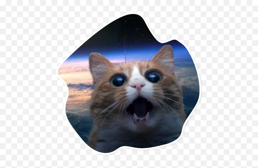 Telegram Sticker From Space Cats Pack Emoji,Custom Cat Emoji