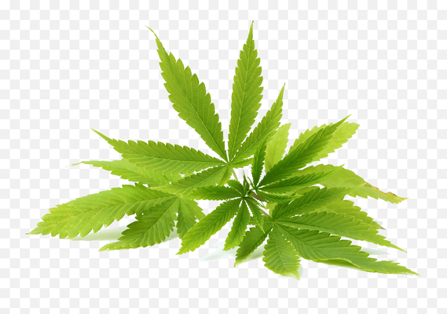 Weed Logo Transparent Page 4 - Line17qqcom Hemp Seeds Leaf Png Emoji,Weed Emoji Facebook