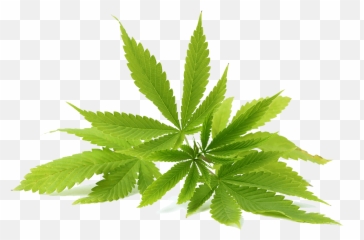 Weed Logo Transparent Page 4 - Line17qqcom Hemp Seeds Leaf Png Emoji,Weed Emoji Facebook