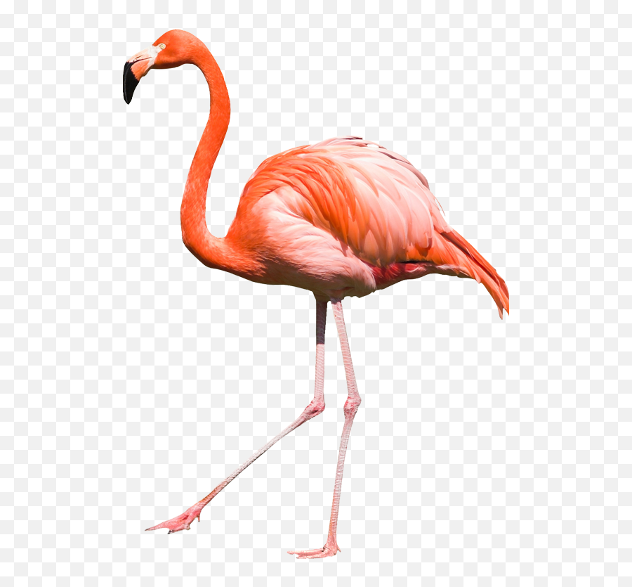 Flamingo Clipart Transparent Background Flamingo - Flamingo Png Emoji,Flamingo Emoji