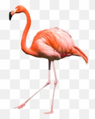 Flamingo Clipart Transparent Background Flamingo - Flamingo Png Emoji,Flamingo Emoji