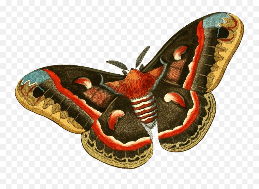 Free Will Astrology Week Of January 28 2021 Newcity Emoji,Can Luna Moths Feel Emotions