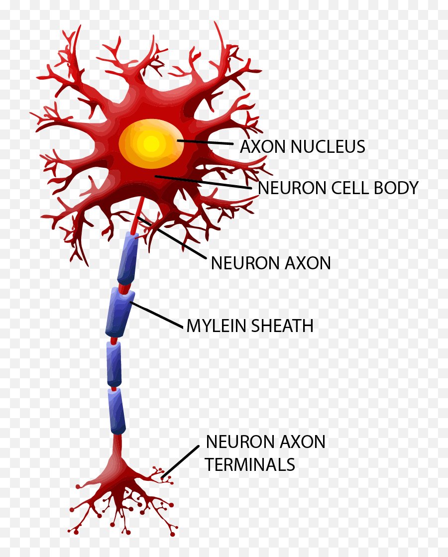 Chronic Fatigue Syndrome Nerve Fiber - Axon Collaterals Emoji,Repressed Female Emotion In Levator Scapulae