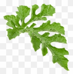 Sol Png And Vectors For Free Download - Dlpngcom Leaf Water Melon Png Emoji,Kamina Glasses Emoticon