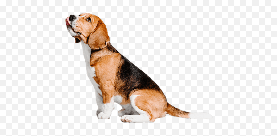 Pin - Collar Emoji,Beagle Puppy Emotions