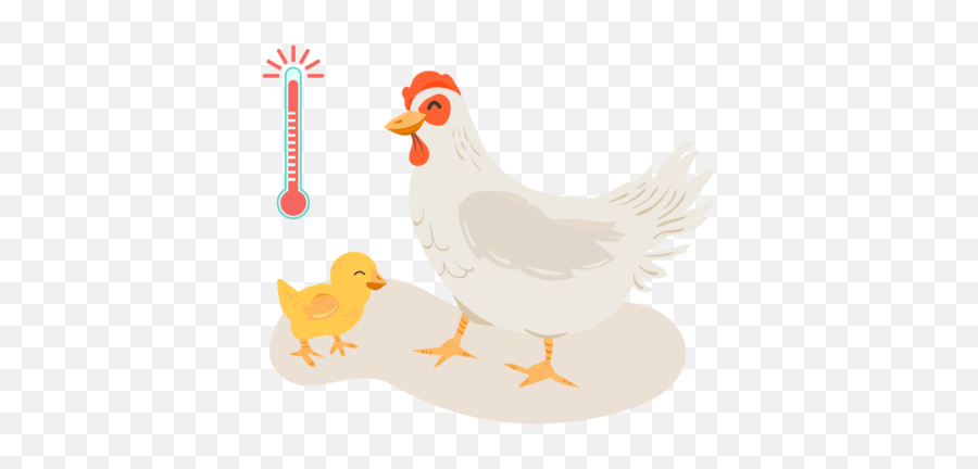 Biogenic Group U2013 Nutrição E Saúde Animal - Comb Emoji,Baby Chick Emojis