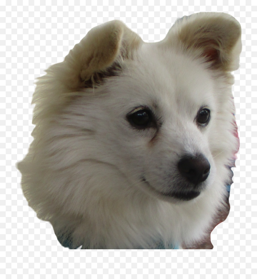 Snowie - Japanese Spitz Emoji,Eskimo Dancing Emojis