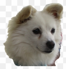 Snowie - Japanese Spitz Emoji,Eskimo Dancing Emojis