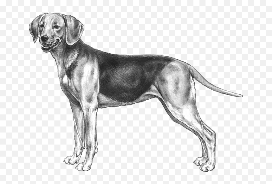 Schiller Hound - Pedigree Breeds Dogwellnet Emoji,Copy And Paste Dog Emojis