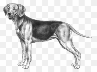 Schiller Hound - Pedigree Breeds Dogwellnet Emoji,Copy And Paste Dog Emojis