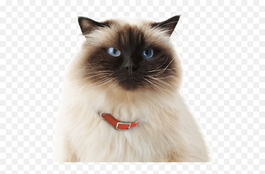 Exotic Kittens For Sale - Adoptapetcom Himalayan Cat Kittens Emoji,My Kitty Is Not Making The Emoticons Mo Creatures